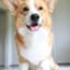 CorgoPupper