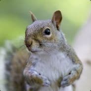 Squirrel McNuts