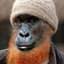 officialredbeard