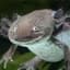 Axolotl