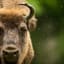 Buffalo
