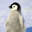Flaccid Penguin