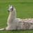 Supreme Leader of llamas