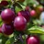 Plum