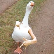 SillyGoose