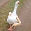 SillyGoose