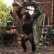 Ape With Ak