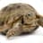 The_Tortuga