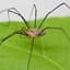 daddy long legs
