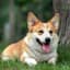 corgi