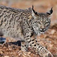 Lince