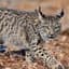Lince