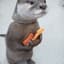 Otter