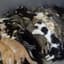Dead Cats