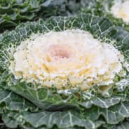 Straight White Kale