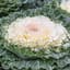 Straight White Kale