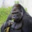 An Actual Gorilla