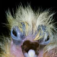 Dehydrated Pigeon