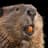 Beaver