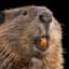 Beaver