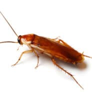 Roach