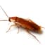 Roach