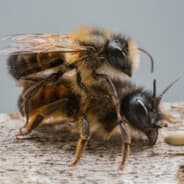 ⛟BEAUTY BEE ⛟