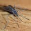 Minguito Mosquito