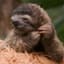 Sloth