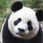bigpanda123