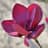 Magnolie