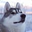 Huskywolf87