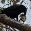 Crow with Possumm