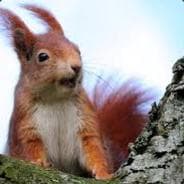 |HTD| EinHörnchen🐿