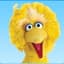 bigbird