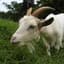Risky Goat