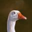 PeeGoose