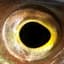 Mr Fisheyes