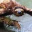 Sloth