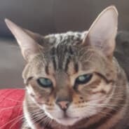 Bengal