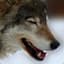 GhostMexicanWolf