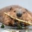 Beaver