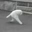 Walk Cat