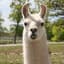 Just a llama