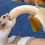 Banaanihamsteri