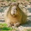 Capybara