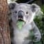 Rabid-Koala