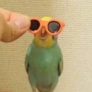 politeGoose