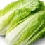 大白菜