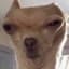 dog12e45